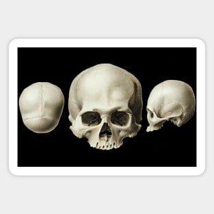 Vintage head skulls Magnet